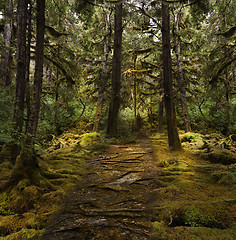 Image showing  Colorful Rain Forest 