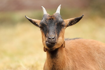 Image showing beautiful brown goat portrait