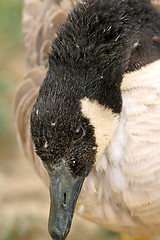 Image showing close up of a canadian goose head