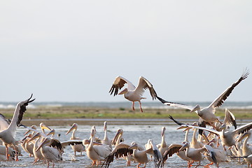 Image showing group of great pelicans in shallow water