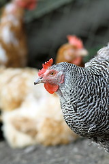 Image showing hen in the farmyard