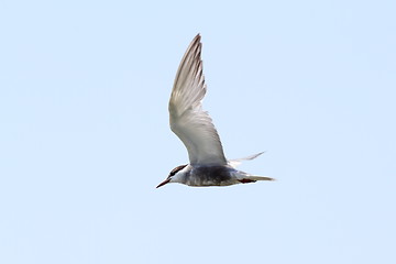 Image showing juvenile common tern  flying over the sky