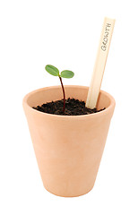 Image showing Seedling in a flowerpot, labelled as growth