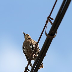 Image showing sturnus vulgaris on cable