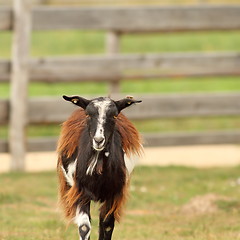 Image showing mottled domestic goat 