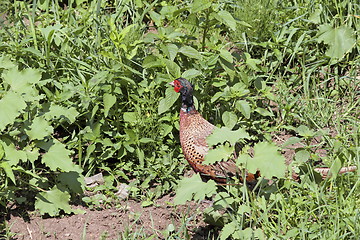 Image showing male phasianus hiding amongst the weeds