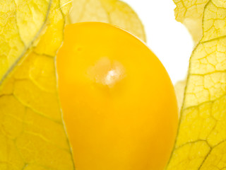 Image showing Physalis