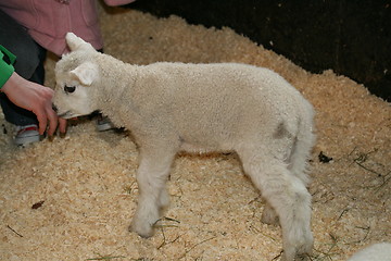 Image showing Lamb