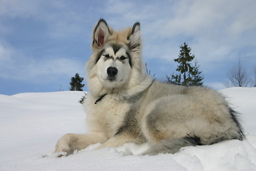 Image showing alaskan malamute puppy