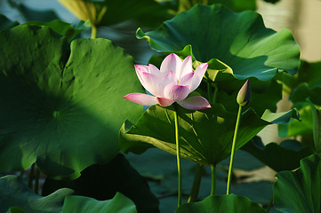 Image showing Lotus flower and plant