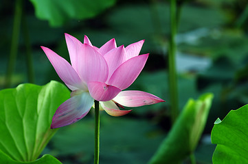 Image showing Lotus flower and plant