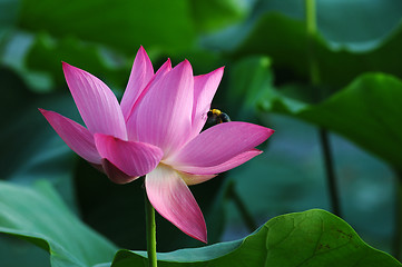 Image showing Lotus flower and plant