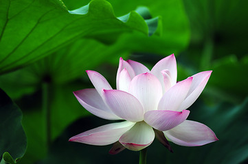 Image showing Lotus flower and plant