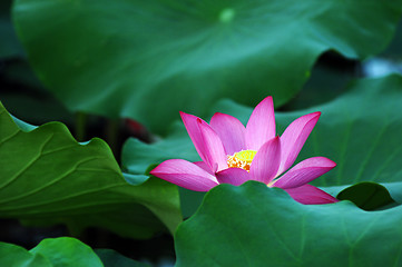 Image showing Lotus flower and plant