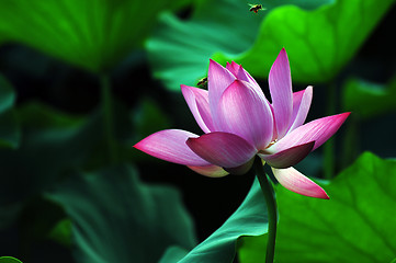 Image showing Lotus flower and plant