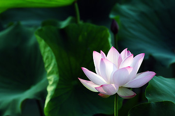 Image showing Lotus flower and plant