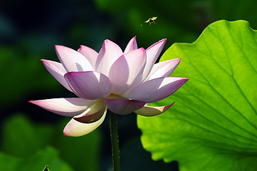 Image showing Lotus flower and plant