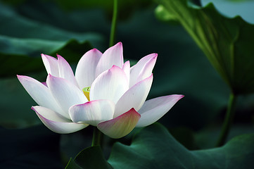 Image showing Lotus flower and plant