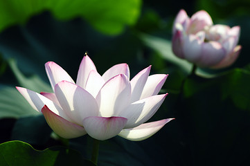 Image showing Lotus flower and plant