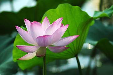 Image showing Lotus flower and plant