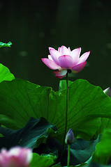 Image showing Lotus flower and plant