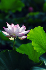 Image showing Lotus flower and plant