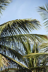 Image showing Coconut tree stems