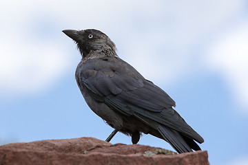 Image showing Jackdaw 