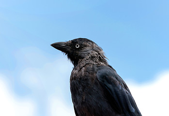 Image showing Jackdaw portrait