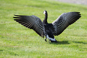 Image showing Barnacle Goose spreading it's wings