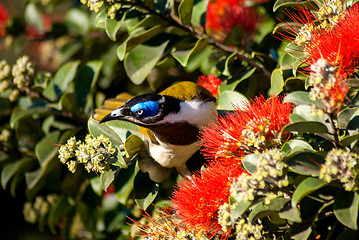 Image showing Blue-faced Honeyeater in a ecualyptus tree