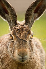 Image showing European hare portrait