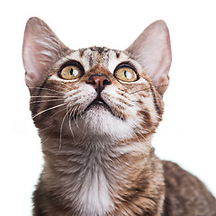 Image showing Brown Striped Kitten Close-up