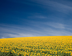 Image showing Sunflower Field