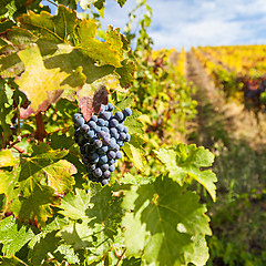 Image showing Port wine vineyards