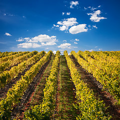 Image showing Port Wine vineyards in Portugal