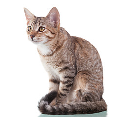 Image showing Brown Striped Kitten (4 months old)