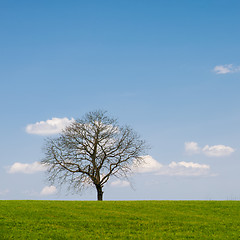 Image showing Leafless Tree