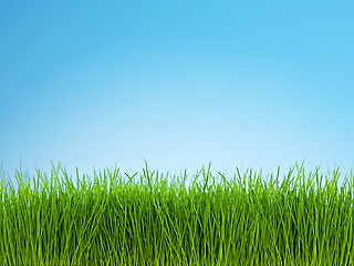 Image showing Grass and Blue Sky