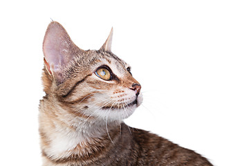 Image showing Brown Striped Kitten Close-up