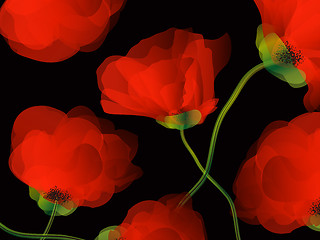 Image showing Poppy background illustration