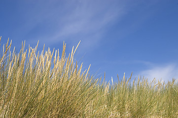 Image showing sand dune