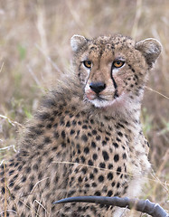 Image showing cheetah