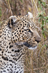 Image showing Leopard