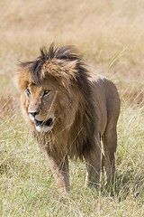 Image showing Adult African lion