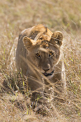 Image showing Lioness