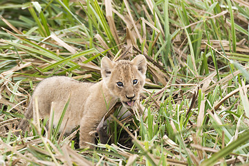 Image showing Lion cub