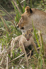 Image showing newborn ion cub