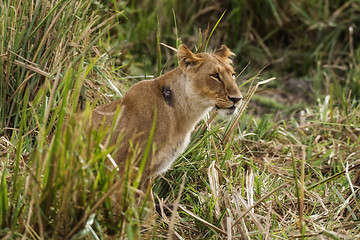 Image showing Injured  african lioness