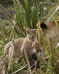 Image showing newborn lion cub